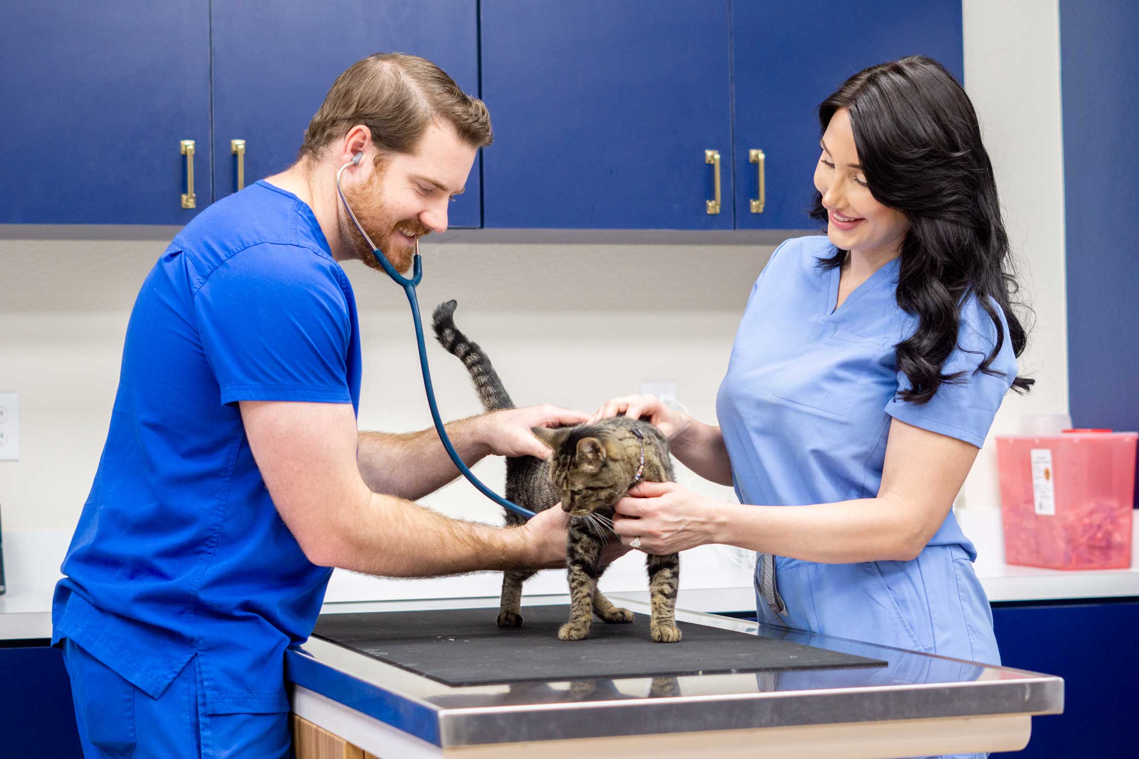 Members of staff examining a cat
