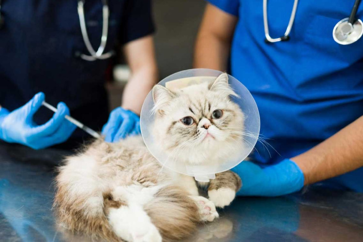 Cat in cone getting vaccine