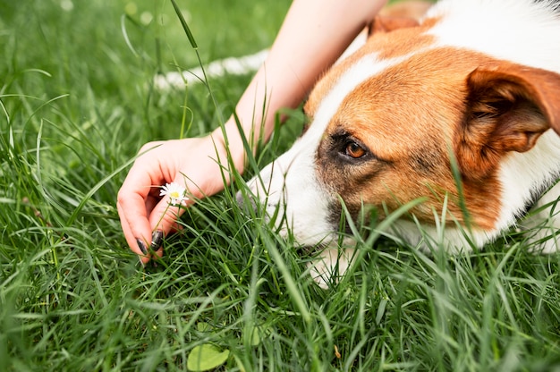 Dog resting head on grass
