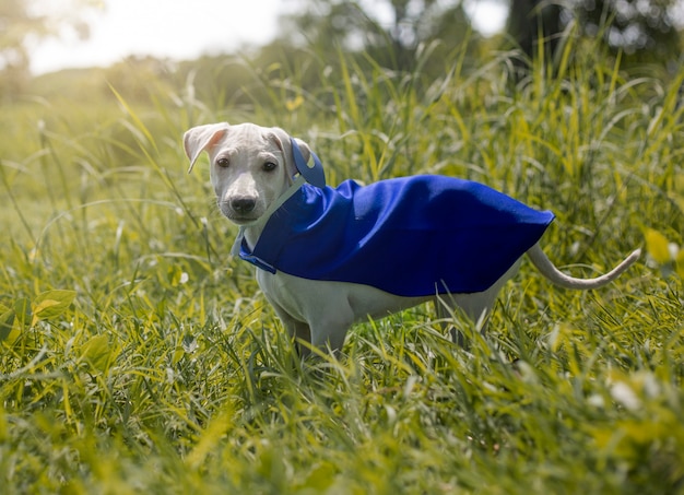 Puppy wearing blue superhero cape