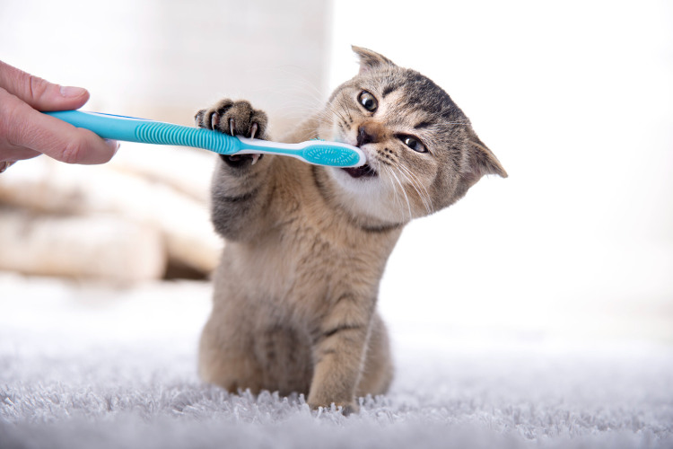 Tan cat attacking a toothbrush