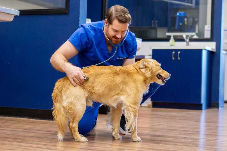Vet examines dog with stethoscope