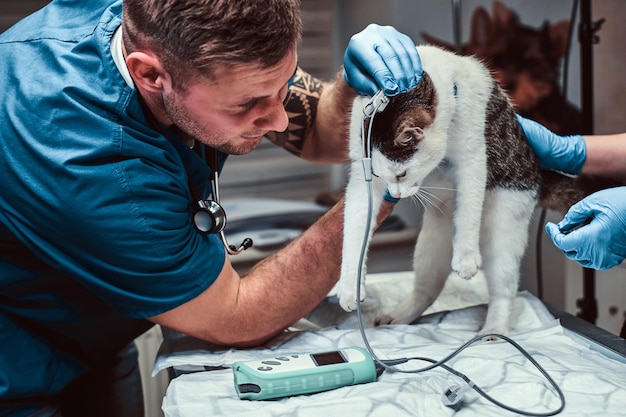 Veterinarian examining a cat
