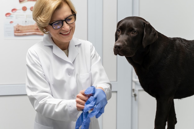 Veterinarian putting on blue gloves.