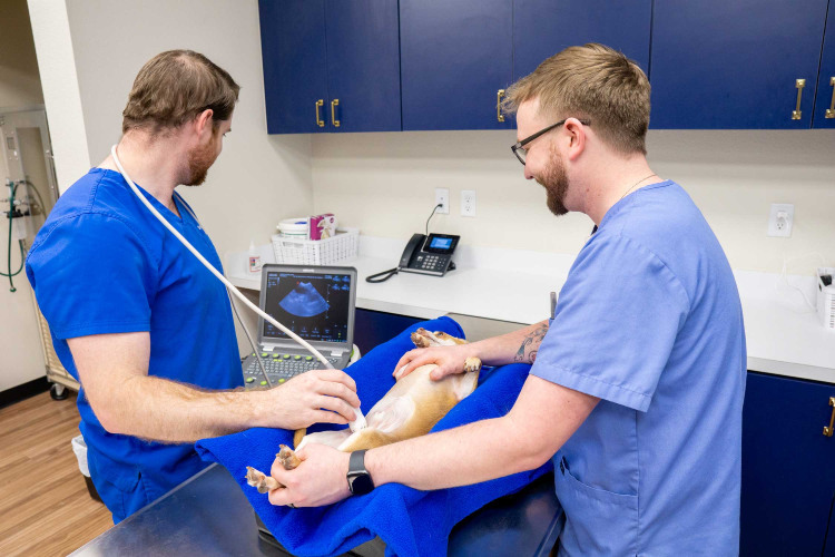 Veterinarians examining a small dog