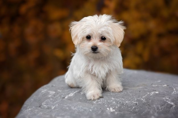 white dog