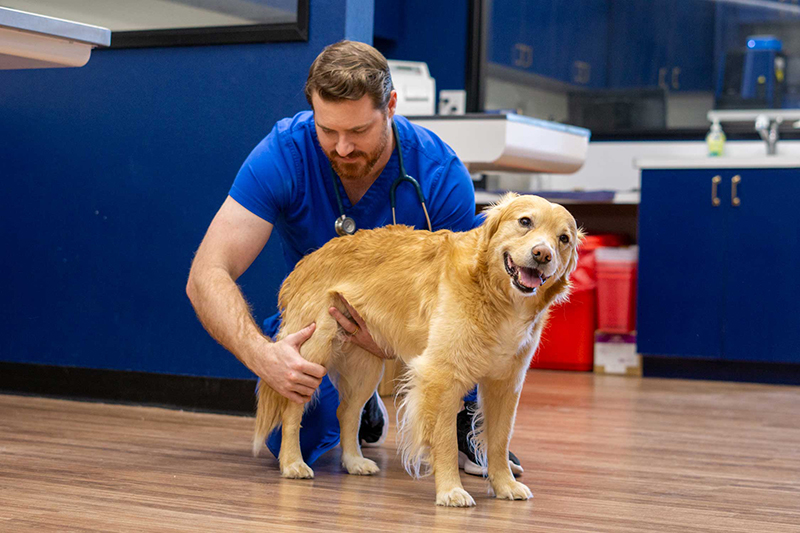 Veterinarian in blue scrubs examines a golden retriever's hip.