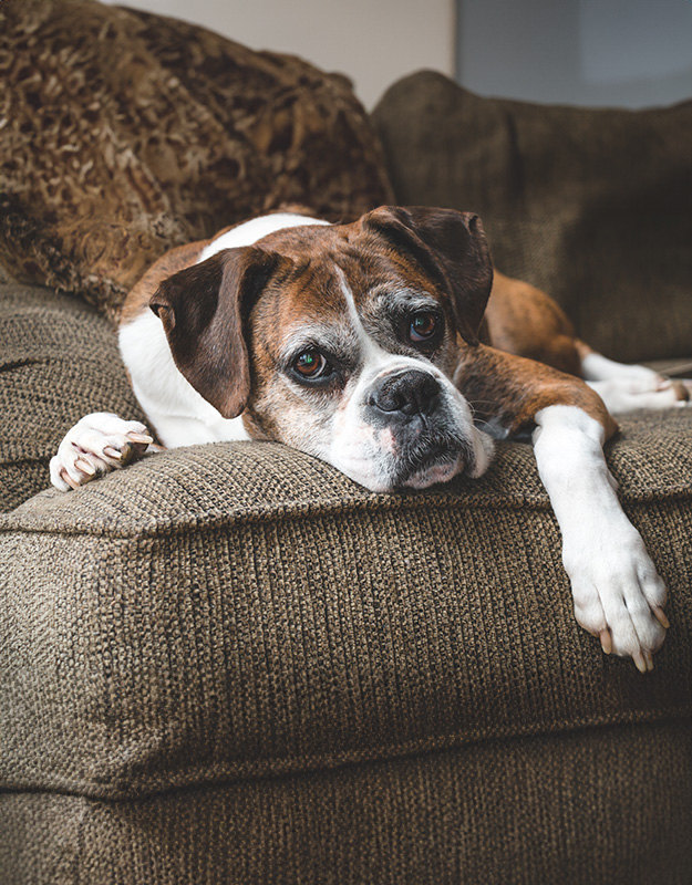 A older brown and white boxer dog with laying on a cozy brown sofa.